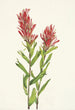 Castilléjie de l'Alberta Castilleja miniata - Mary Vaux Walcott — visning af kunstværket