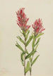 Castilléjie de l'Alberta Castilleja miniata - Mary Vaux Walcott — visning af kunstværket