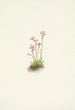Alberta primula primula maccalliana - Mary Vaux Walcott — visning af kunstværket