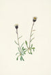 Vergerette des Aléoutiennes Erigeron unalaschensis - Mary Vaux Walcott — visning af kunstværket