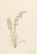 Pedicularis contorta - Mary Vaux Walcott — visning af kunstværket