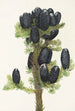 Sapin subalpin Abies lasiocarpa - Mary Vaux Walcott — visning af kunstværket