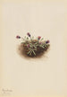 Vergerette alpine Erigeron unalaschcensis - Mary Vaux Walcott — visning af kunstværket