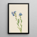 Myosotis des Alpes Myosotis alpestris - Mary Vaux Walcott — indrammet kunstværk på væggen