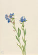 Myosotis des Alpes Myosotis alpestris - Mary Vaux Walcott — visning af kunstværket
