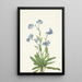 Myosotis des Alpes Myosotis alpestris - Mary Vaux Walcott — indrammet kunstværk på væggen