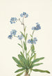 Myosotis des Alpes Myosotis alpestris - Mary Vaux Walcott — visning af kunstværket