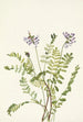 Astragale alpine Astragalus alpinus - Mary Vaux Walcott — visning af kunstværket
