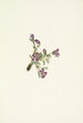 Fleur d'oxytropis alpine Oxytropis podocarpa - Mary Vaux Walcott — visning af kunstværket