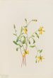 Alpe-Senecio (Senecio-arter) - Mary Vaux Walcott — visning af kunstværket