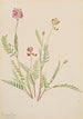 Vesce alpine Astragalus bourgovii - Mary Vaux Walcott — visning af kunstværket