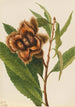 Amerikansk kastanje Castanea dentata - Mary Vaux Walcott — visning af kunstværket