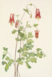 Ancolie du Canada Aquilegia canadensis - Mary Vaux Walcott — visning af kunstværket