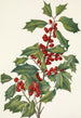 Houx américain Ilex opaca - Mary Vaux Walcott — visning af kunstværket