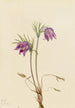 Anémone pulsatille amerikanske Pulsatilla ludoviciana - Mary Vaux Walcott — visning af kunstværket