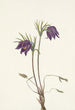 den amerikanske pulsatilla blomster - Mary Vaux Walcott — visning af kunstværket
