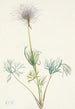 Fruit de pulsatille amerikanske Pulsatilla ludoviciana - Mary Vaux Walcott — visning af kunstværket