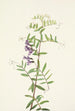 Vesce amerikansk Vicia americana - Mary Vaux Walcott — visning af kunstværket