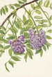 Glycine amerikansk Kraunhia frutescens - Mary Vaux Walcott — visning af kunstværket