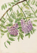 Glycine amerikanske Kraunhia frutescens - Mary Vaux Walcott — visning af kunstværket