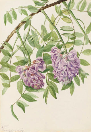 Mary Vaux Walcott - American Wisteria Kraunhia frutescens.webp