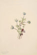Anemone Anemone drummondii - Mary Vaux Walcott — visning af kunstværket