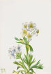 Anemone Anemone zephyra - Mary Vaux Walcott — visning af kunstværket