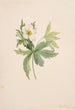 Anemone du Canada Anemone canadensis - Mary Vaux Walcott — visning af kunstværket
