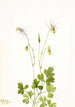 Ancolie uden torn Aquilegia ecalcarata - Mary Vaux Walcott — visning af kunstværket