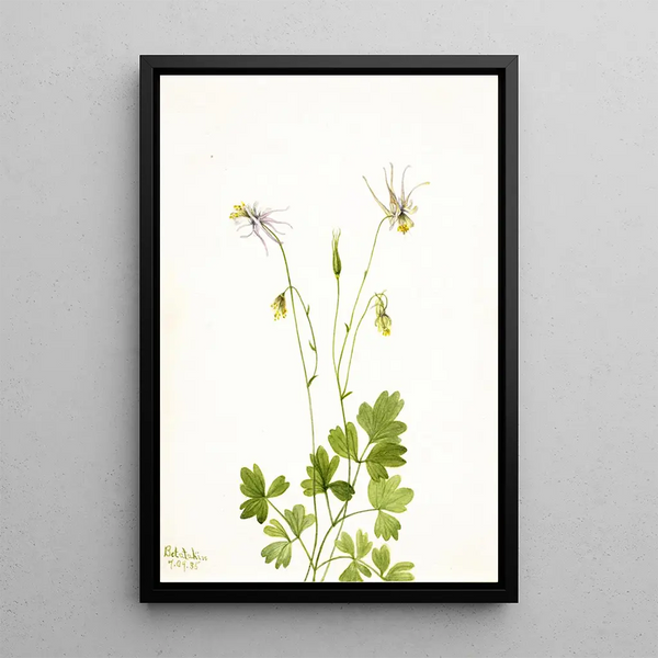 Mary Vaux Walcott - Aquilegia ecalcarata.webp