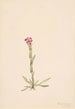 Arabis lyallii - Mary Vaux Walcott — visning af kunstværket
