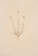 Arenaria formosa - Mary Vaux Walcott — visning af kunstværket