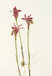 Aréthuse Arethusa bulbosa - Mary Vaux Walcott — visning af kunstværket