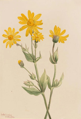 Mary Vaux Walcott - Arnica Arnica latifolia.webp