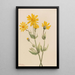 Arnica Arnica latifolia - Mary Vaux Walcott — indrammet kunstværk på væggen