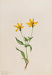 Arnica alpine Arnica alpina - Mary Vaux Walcott — visning af kunstværket