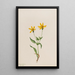 Arnica alpine Arnica alpina - Mary Vaux Walcott — indrammet kunstværk på væggen