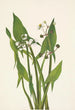 Skytte i pil Sagittaria cuneata - Mary Vaux Walcott — visning af kunstværket