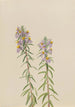Aster Aster hirariifolius - Mary Vaux Walcott — visning af kunstværket