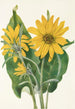 Balsamorhize sagittée Balsamorhiza sagittata - Mary Vaux Walcott — visning af kunstværket