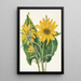 Balsamorhize sagittée Balsamorhiza sagittata - Mary Vaux Walcott — indrammet kunstværk på væggen