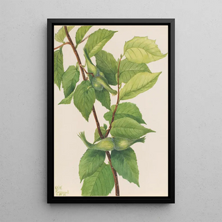 Mary Vaux Walcott - Beaked Hazelnut Corylus rostrata.webp