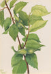 Noisetier à bec Corylus rostrata - Mary Vaux Walcott — visning af kunstværket