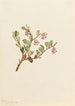 Busserole Arctostaphylos uvaursi - Mary Vaux Walcott — visning af kunstværket