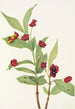 Chèvrefeuille involucré Lonicera involucrata - Mary Vaux Walcott — visning af kunstværket