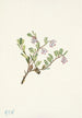 Fleur de busserole Arctostaphylos uvaursi - Mary Vaux Walcott — visning af kunstværket