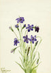 Campanula Campanula - Mary Vaux Walcott — visning af kunstværket