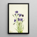 Campanula Campanula - Mary Vaux Walcott — indrammet kunstværk på væggen