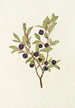 Myrtille med store blade Vaccinium membranacea - Mary Vaux Walcott — visning af kunstværket