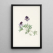Violette pédatée Viola pedata - Mary Vaux Walcott — indrammet kunstværk på væggen